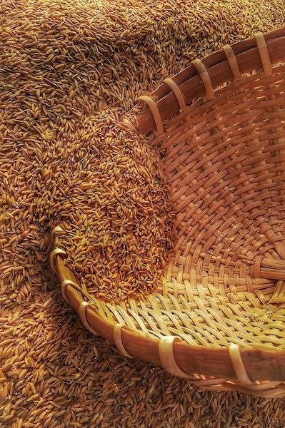 fresh milled grain for baking bread