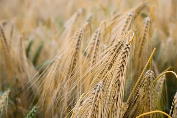 wheat-field-grains-for-baking-bread